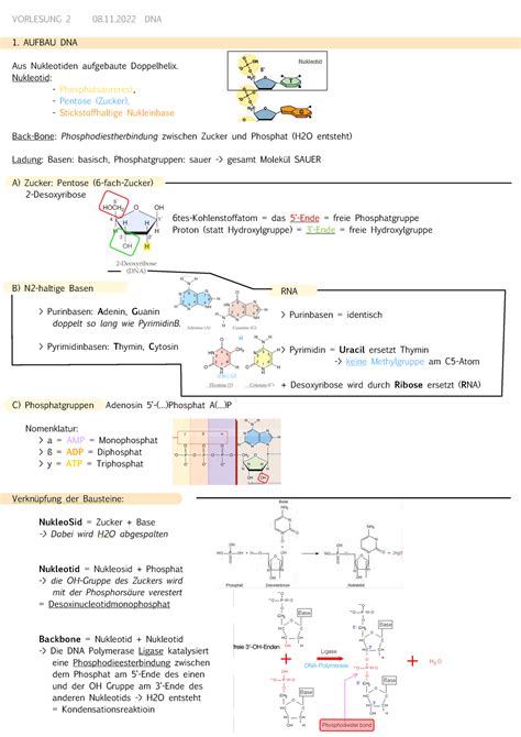 Molekularbio Mimoge Zusammenfassung Vorlesung Dna Aufbau