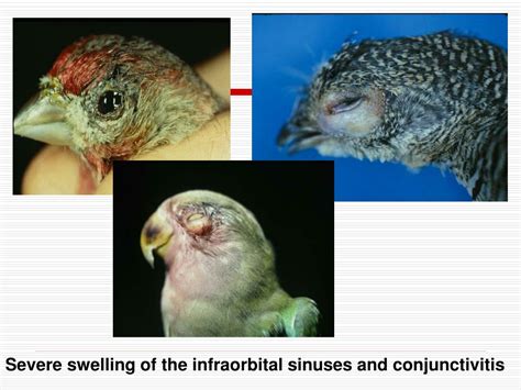 Ppt Avian Mycoplasmosis Powerpoint Presentation Free Download Id 9500323