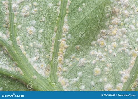 White Rust Albugo Parasite On The Leave Stock Image Image Of Leaf