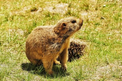 The 3 Best Natural Groundhog Repellent Products! | Goodbye Groundhogs