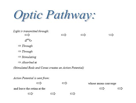 Special Senses Diagram Quizlet