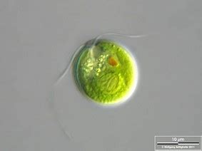 Diversit Morphologique Des Algues La Biologie V G Tale Marine