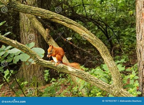 Eichhörnchen Das Eine Walnuss Sitzt Auf Einer Zweigniederlassung Essen