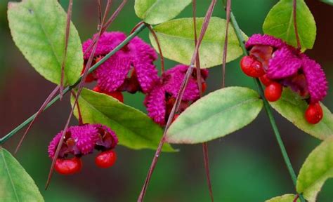 The Enchanting Strawberry Bush: A Native Beauty for Your Landscape ...