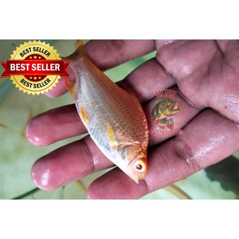 Jual Ikan Kaviat Albino Ikan Hias Aquascape Tankmate Ikan Predator