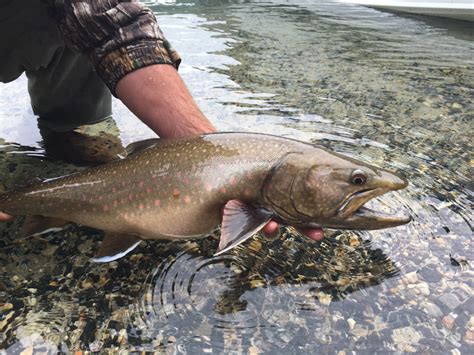 The Complexities Of Idahos Bull Trout Idaho Fish And Game