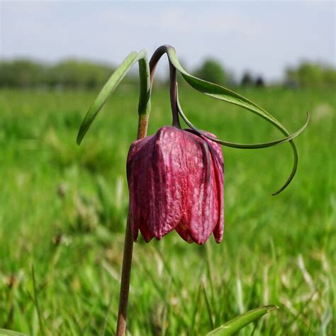 Snake S Head Fritillary North Meadow Brian Robert Marshall Cc By