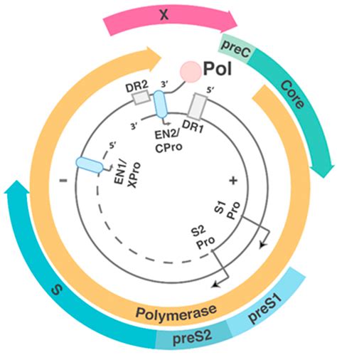 Viruses Free Full Text Hbv Dna Integration Molecular Mechanisms