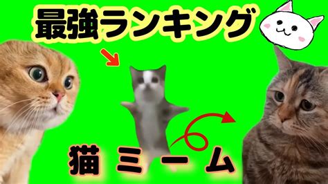 【猫ミーム】最強ランキング【top10】cat Meme 猫ミーム素材 動物（犬・猫 他色々）【まとめ動画】