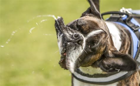 Drooling Potential - DogTime