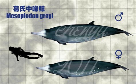 Mesoplodon Grayi By Sinammonite On DeviantArt