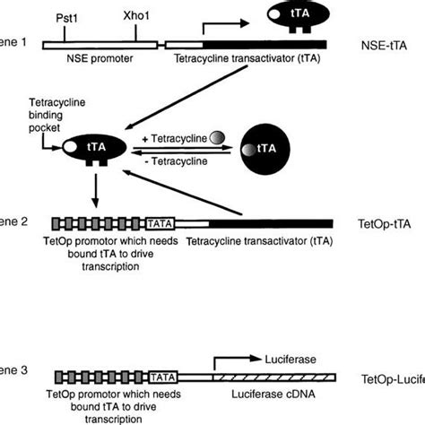 Schematic Diagram Of The Modified Tetracycline Regulated Gene