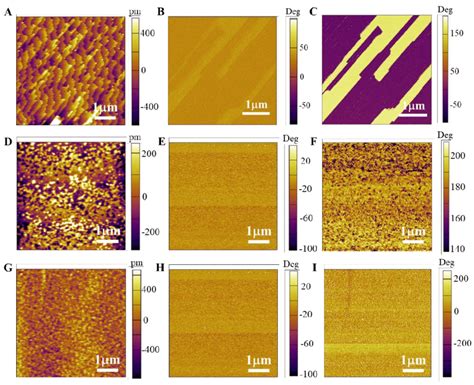 Figure S13 Topography Out Of Plane And In Plane PFM Phase Images Of