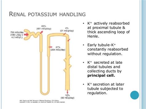 Renal System Potassium And Urea Handling By Agasi