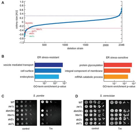 Figures And Data In Regulated Ire Dependent Mrna Decay Requires No Go