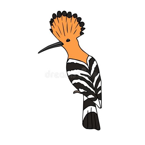 Vector Hand Drawn Colored Hoopoe Bird Stock Vector Illustration Of