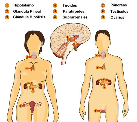 Relaci N De Los Sistemas Nervioso Y Reproductivo Mind Map