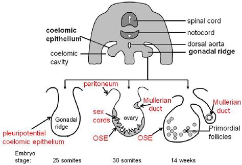 Diagram Representing Stages In The Embryonic Development Of The Ovary