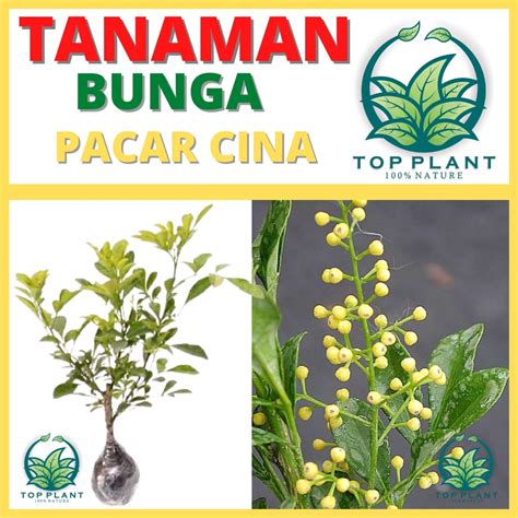 Jual Tanaman Pacar Cina Bibit Tanaman Hidup Shopee Indonesia