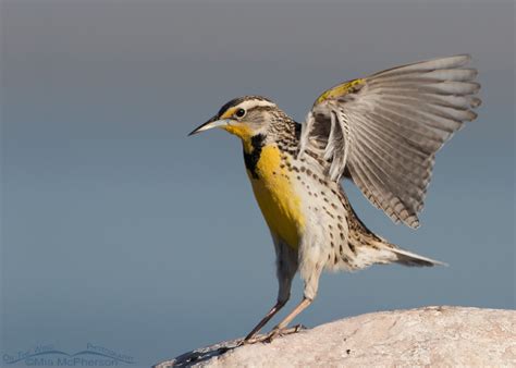 Landing Western Meadowlark On The Wing Photography