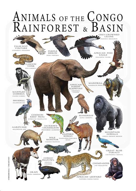 Animals of the Congo Rainforest and Basin Poster print