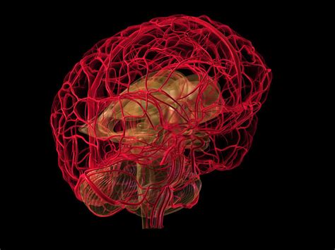 CIRCULACIÓN CEREBRAL Mind Map