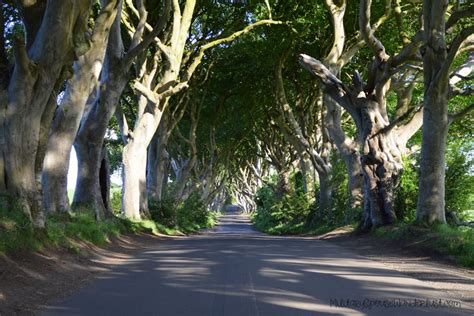 Dark Hedges Game Of Thrones Arya Starks Journey On The Kingsroad