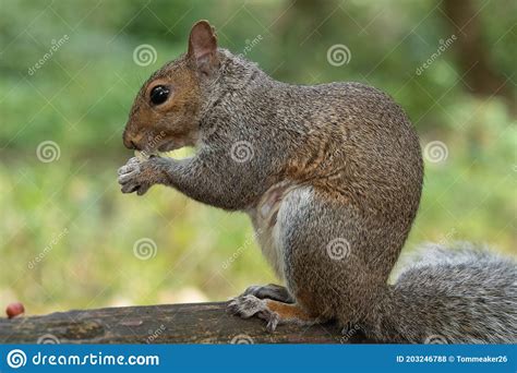 Ardilla Gris Oriental Sciurus Carolinensis Foto De Archivo Imagen De