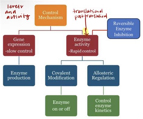 Bcc Exam Enzymes Flashcards Quizlet