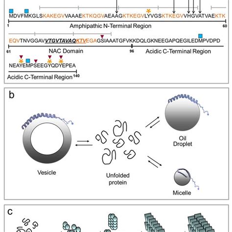 Scheme Of The Structure Of Syn A The Three Major Domains Of The