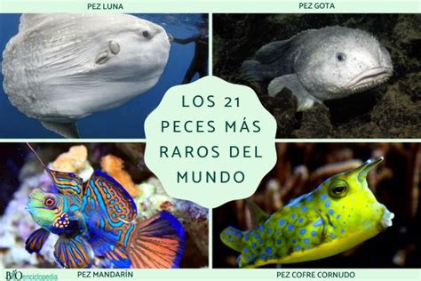 Los peces más raros del mundo 21 especies con fotos