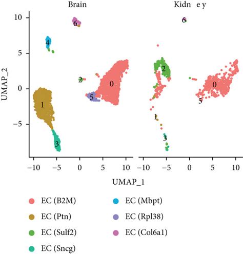 Integrate Analysis Reveals Endothelial Cell Heterogeneity A Umap Download Scientific Diagram