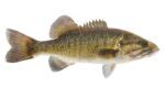 Shoal Bass Fish Species Guide Badangling