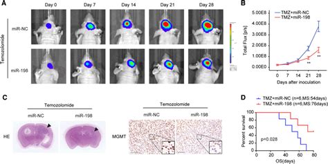 Overexpression Of Mir 198 Increases Chemosensitivity Of Gbm Cells To