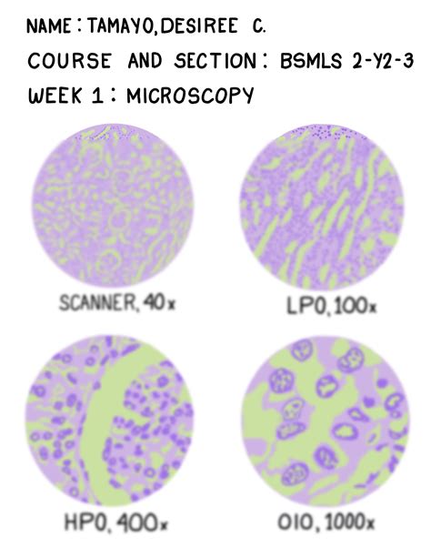 Solution Simple Squamous Epithelium Studypool