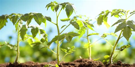 Stems Of Plants