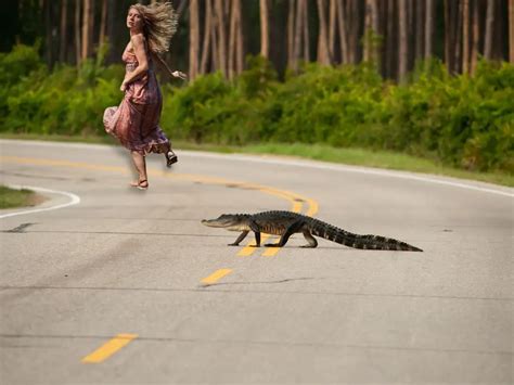 How Fast Can An Alligator Run - Alligator Speed - Zooologist