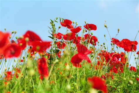 I Fiori Rossi Del Papavero Sbocciano Su Erba Verde E Sulla Fine Del