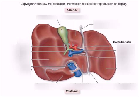 Digestive System Posterior Inferior View Of Liver Diagram Quizlet