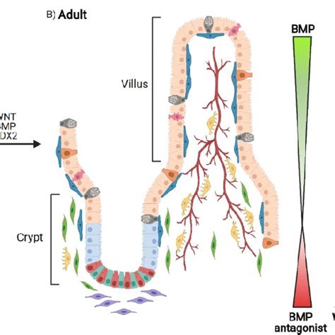 From Fetal To Adult Stage Development Of The Intestinal Stem Cell