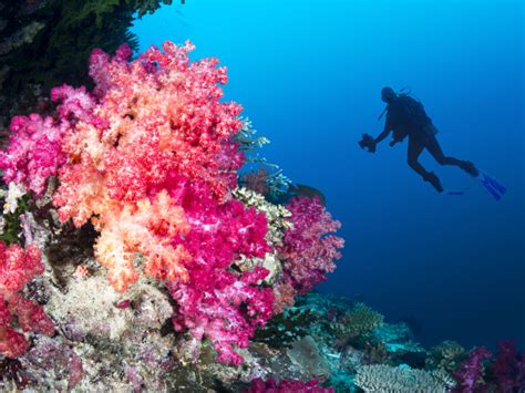 Tauchen Im Bunten Roten Meer James And Mac Diving Center