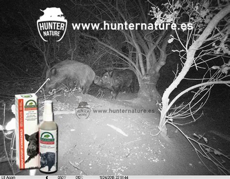 ATRAYENTES PARA CAZA CÓMO USARLOS Hunternature