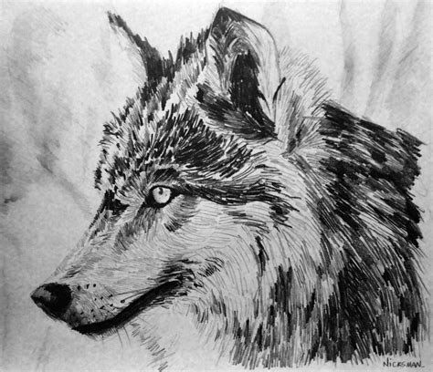 Wolf Profile Drawing at PaintingValley.com | Explore collection of Wolf ...