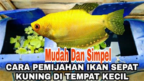 Cara Mudah Dan Simpel Memijahkan Ikan Sepat Kuning Golden Youtube