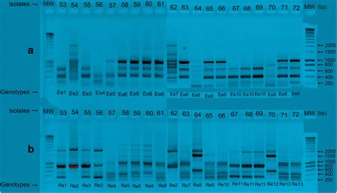 A Eric Pcr Profiles For E Faecalis Lines Isolate Numbers Above