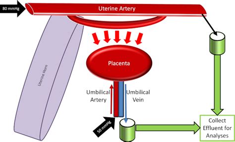 Ex Vivo Perfusion Of The Rodent Placenta