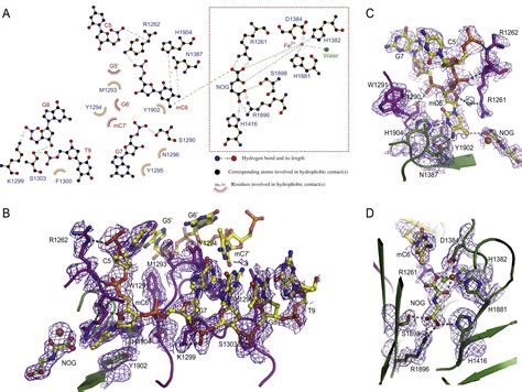 Crystal Structure Of TET2 DNA Complex Insight Into TET Mediated 5mC