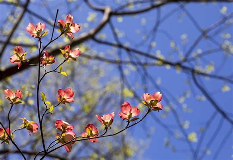 Pink dogwood blooms 1484829 Stock Photo at Vecteezy