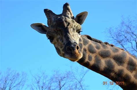 Nashville Zoo | Pets, Animals, Nashville