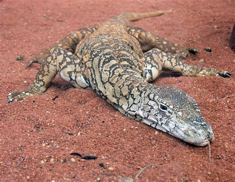 Monitor Lizard Wild Life Animal